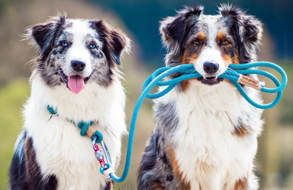 Personalized Dog Collar