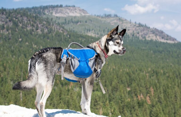 5 Must-Have Accessories for Active and Adventurous Dogs