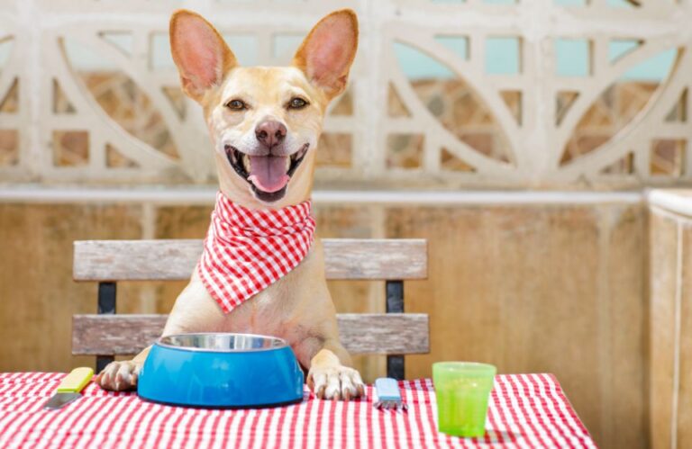 Dog Food Recipes