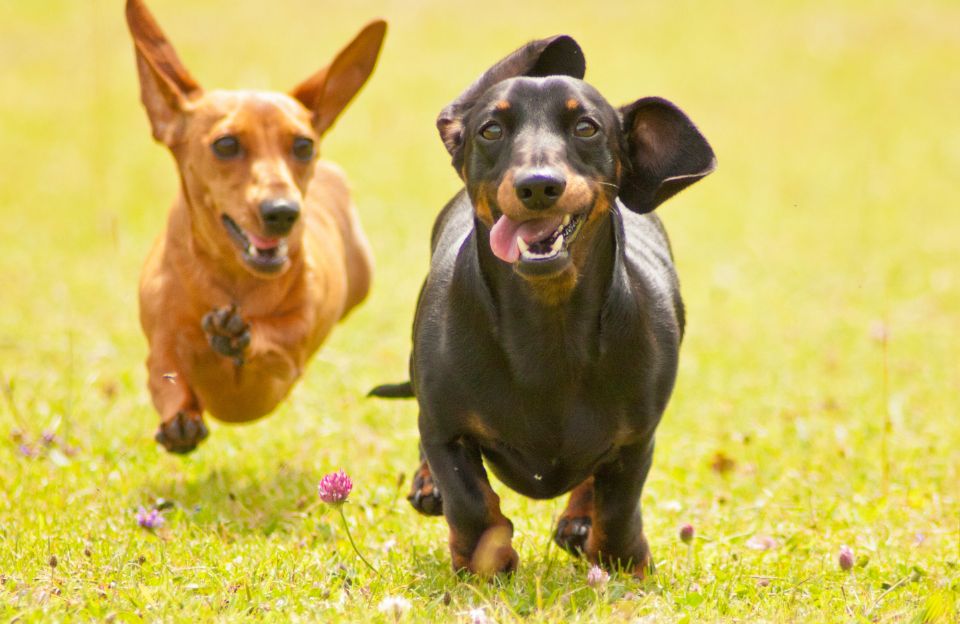 Best Dog Food for Wiener Dogs