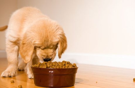 Is dry dog food bad for dogs