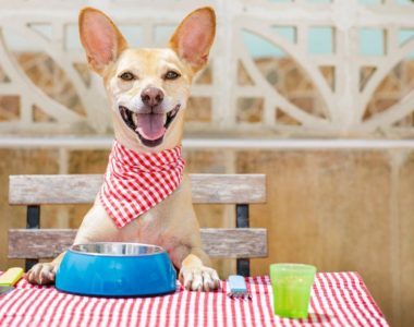 Dog Food Recipes