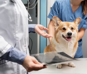 dog-health-care-04