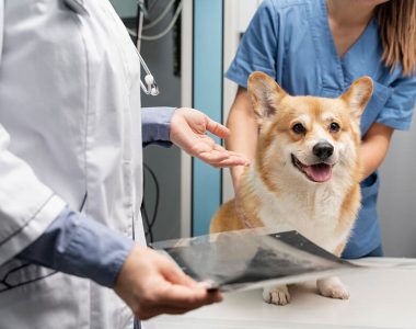 dog-health-care-04