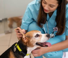 dog-health-care-05