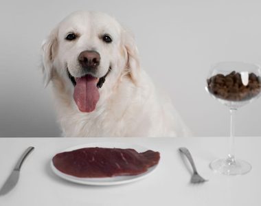 dog-nutrition-01