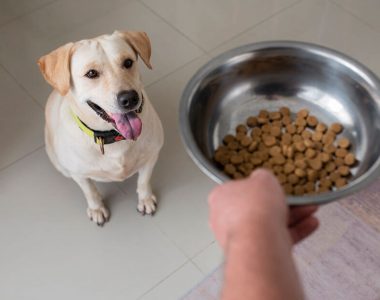 dog-nutrition-02