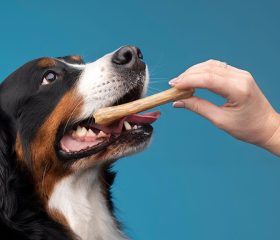 dog-nutrition-05