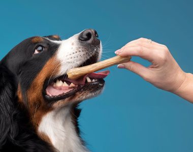 dog-nutrition-05