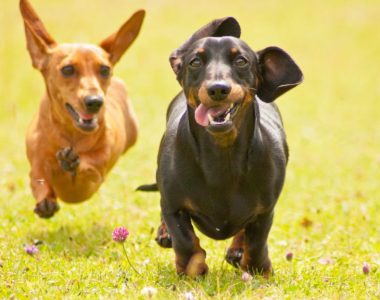 Best Dog Food for Wiener Dogs